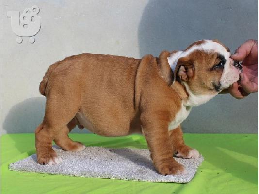 ENGLISH BULLDOG Κουτάβια